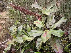 Plant in flower