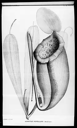 Illustration of N.&nbsp;merrilliana from Macfarlane's type description of 1911