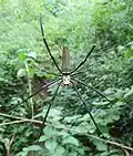 Northern Queensland, Australia