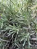 Leaves