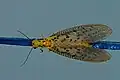 Specimen from Chikmagalur
