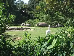 Rhinoceros exhibit