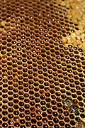 Honey comb