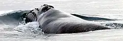 North Pacific right whale