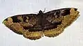 Erebus caprimulgus female