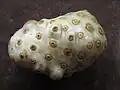 Morinda citrifolia (noni)