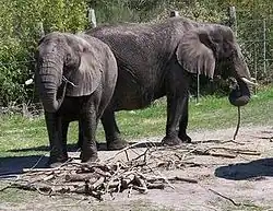 Elephants