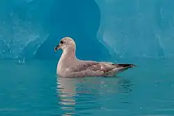 {{{image-alt}}}