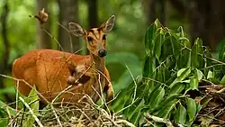Brown cervid