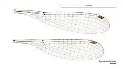 Female wings