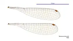 Male wings