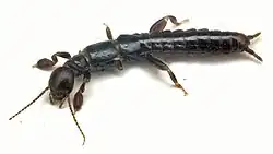 A black webspinner across a white background