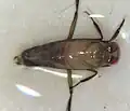 Notonecta petrunkevitchi, North Carolina