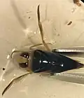 Notonecta unifasciata, Texas