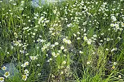Noxious weed plant
