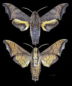 Nyceryx riscus