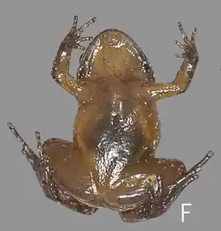 Ventral view