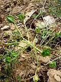 Capsules on scapes, following pollination