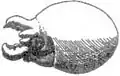 O. tuberculata paralarva