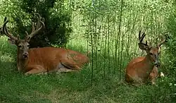 White-tailed deer