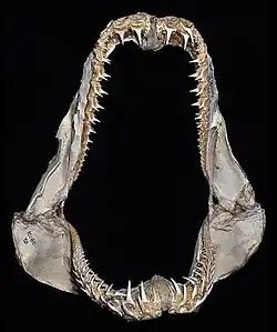 Jaws