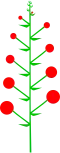 Indeterminate inflorescence with an acropetal maturation and lateral flower buds