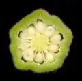 Cross-section of a pod