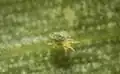 Oligonychus pratensis