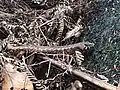 Chevron skink seen on Great Barrier Island