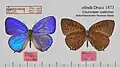 Arhopala democritus olinda