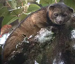 Dark brown procyonid in a tree at night