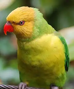 A green parrot with a yellow-green underside and a yellow head