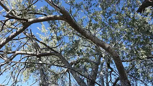 View from below a specimen