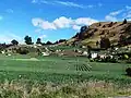 Onion fields