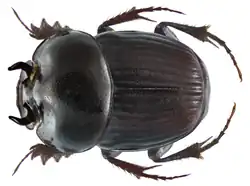 Onthophagus quadridentatus male