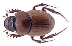 Onthophagus ochreatus