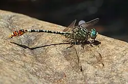 Male
