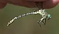 Male