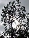Ooline, Gamilaroi Nature Reserve, NSW