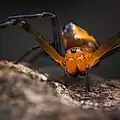 Frontal view. Philippines.