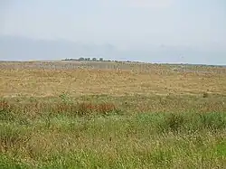 A seeded field