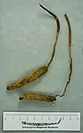 Ophiocordyceps robertsii in the collection of the Whanganui Regional Museum