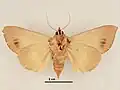 Female, ventral view