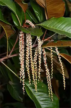Inflorescence
