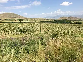 Orchards near Azatek