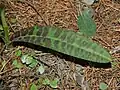The stained leaf, hence the name "maculata" meaning spotted