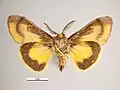Male, ventral view