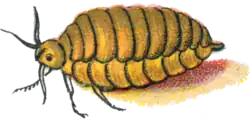 Illustrated adult female