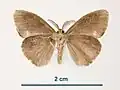 Male, ventral view