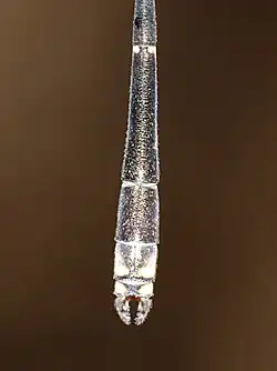 Dorsal view of male abdomen end and appendages